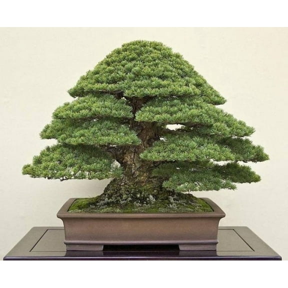 Home Shops USA 20 Japanese Black Pine Plant Seeds