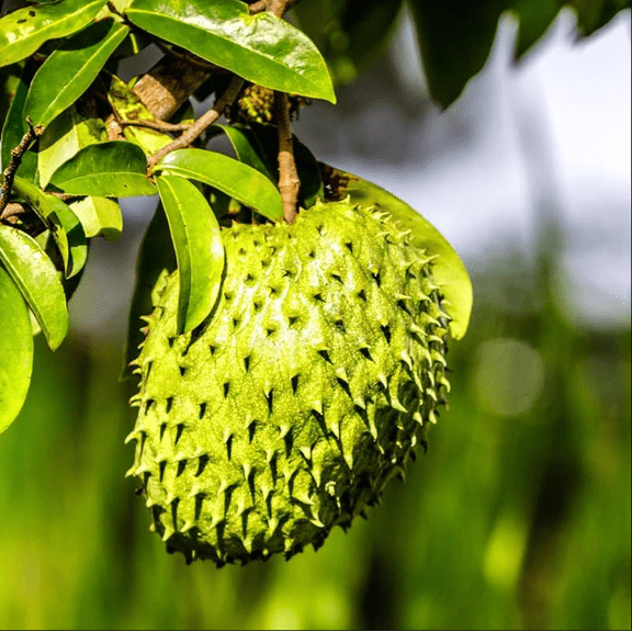 Soursop Seedling Live Plant 4 to 8 Inches Annona Muricata Tropical Fruit Tree Live Starter Plant
