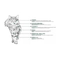 thumbnail image 2 of NUPEC FELINO HAIRBALL 1.5 KG, 2 of 2