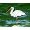 thumbnail image 3 of Dick's White Ibis Place Mat Set of 4, 3 of 3