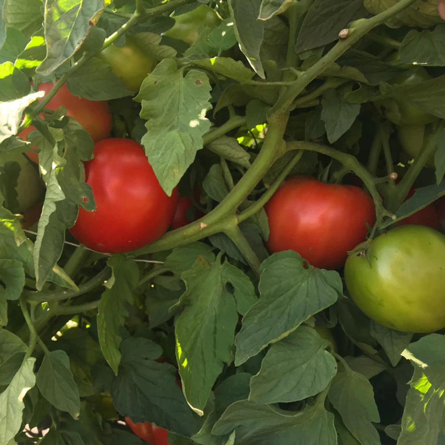 Tomato Seeds - Galahad Organic Variety Tomato Seeds - Non-GMO - 50 Seeds
