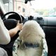 thumbnail image 4 of Caja de reposabrazos para asiento de coche seguro para perros Booster Pet Carriers Kennel Bed Bag (Planta) Sywqhk Arte deco, 4 of 9