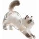 thumbnail image 1 of Botella de almacenamiento, organización y almacenamiento para pelo de gato, recuerdo de pelo de animal, caja para el pelo de gato, caja para el pelo de gato, amantes de los animales, botellas de vidri, 1 of 4