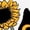 WHITE, variant on Instant Message - Black Cat in Sunflowers - Women's Short Sleeve Graphic T-shirt