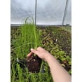 thumbnail image 2 of Daylily Nursery 4" Pink Pampas Grass Cortaderia (3 Count), 2 of 3
