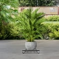 thumbnail image 6 of Simple Plant Rolling Stand Iron Flowerpot Plant Tray Rack Black with 4 Wheels, 6 of 13