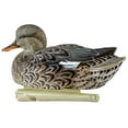 thumbnail image 5 of Avian X Topflight Gadwall Decoys Realistic Gray Duck, Set of 12, Multicolor, 5 of 6