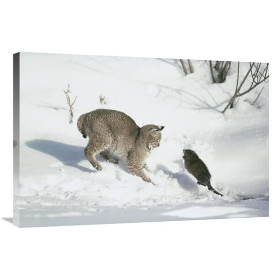 24 x 36 in. Bobcat Hunting Muskrat in the Winter, Idaho Art Print - Michael Quinton