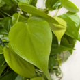 thumbnail image 5 of Philodendron 'Neon', 3" Pot, Indoor Houseplant, Easy Care, Live Plant for Indoor & Outdoor, 5 of 7
