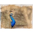 thumbnail image 2 of Allen, Kimberly 24x19 White Modern Wood Framed Museum Art Print Titled - Antique Peackock 2, 2 of 4