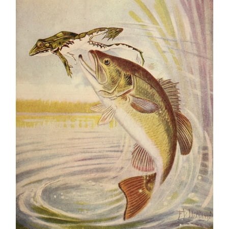 Rod & Gun in Canada 1916-22 Bass leaping for frog Canvas Art - FV Williams (24 x
