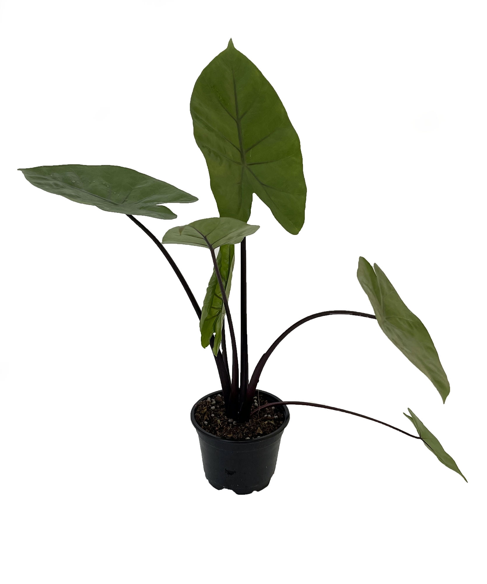 Dark Star Elephant Ears Plant Alocasia HUGE LEAVES 4" Pot