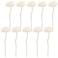 thumbnail image 1 of Miangastore 10pcs Dried Flower Diffuser Sticks Essential Oil Diffuser Aroma Diffuser Sticks, 1 of 8