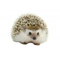 thumbnail image 2 of Hedgehog Wall Mural by Wallmonkeys Peel and Stick Graphic (18 in W x 15 in H) WM340466, 2 of 4