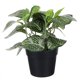 thumbnail image 1 of Fittonia artificial de escritorio para decoración de interiores y exteriores, plantas artificiales de plástico en maceta., 1 of 5