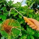 thumbnail image 2 of Durable Garden Hand Tool with Wooden Handle for Weeding and Bonsai Root Loosening, 2 of 4