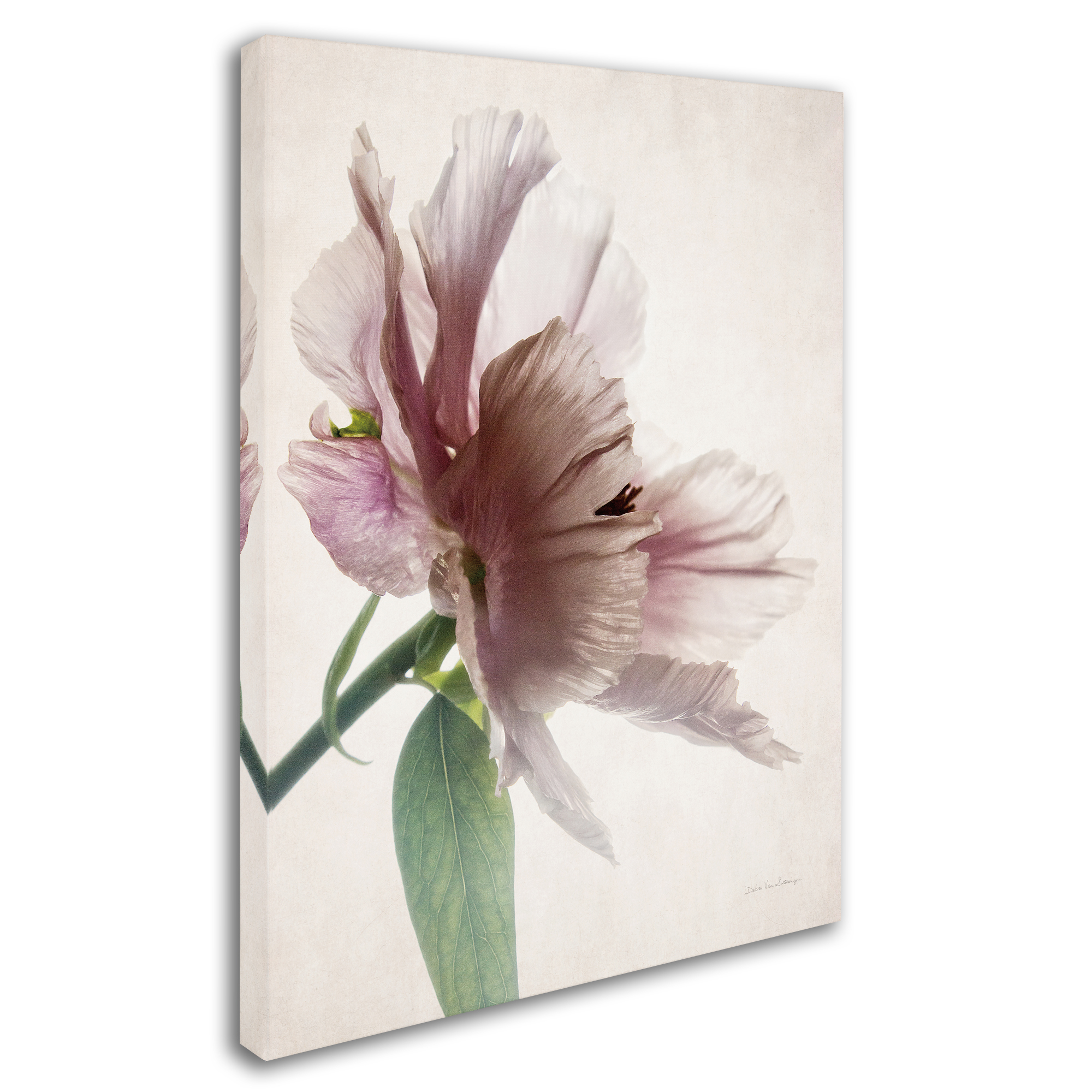 Trademark Fine Art 'Translucent Peony II' Canvas Art by Debra Van Swearingen