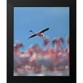thumbnail image 2 of Fitzharris, Tim 12x14 Black Modern Framed Museum Art Print Titled - Lesser Flamingo, 2 of 5