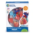 thumbnail image 3 of Modelo de Corazón Humano Learning Resources PARA Niños Mayores de 8 Años, 3 of 6