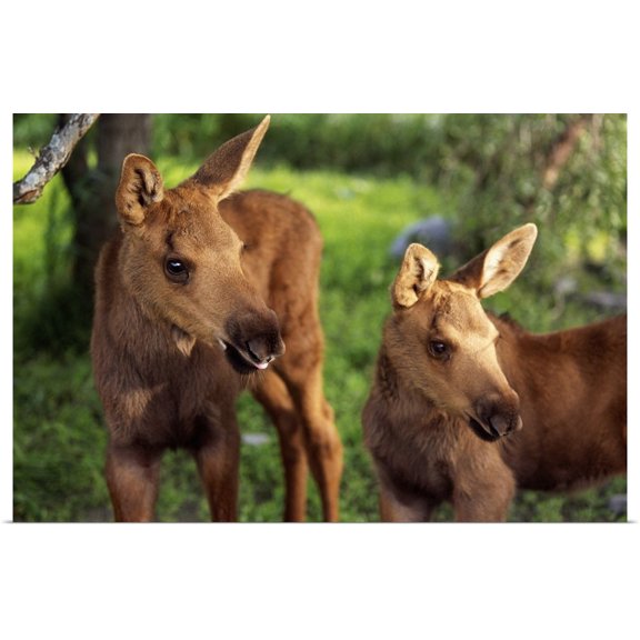 Great BIG Canvas | "Close Up Of Two Captive Moose Calves At Alaska Wildlife Conservation Center" Art Print - 48x32