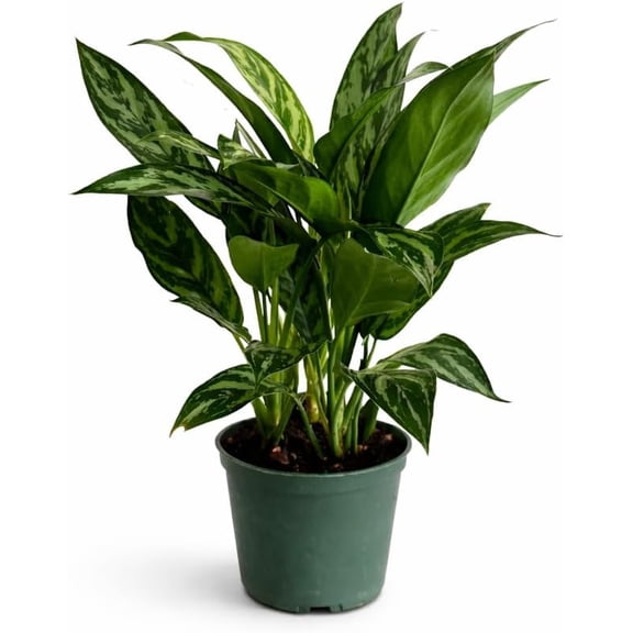 Aglaonema Tigress Live Indoor Plant in 6 Inch Grow Pot, Chinese Evergreen Houseplant, Tropical Foliage Plant for Home or Office