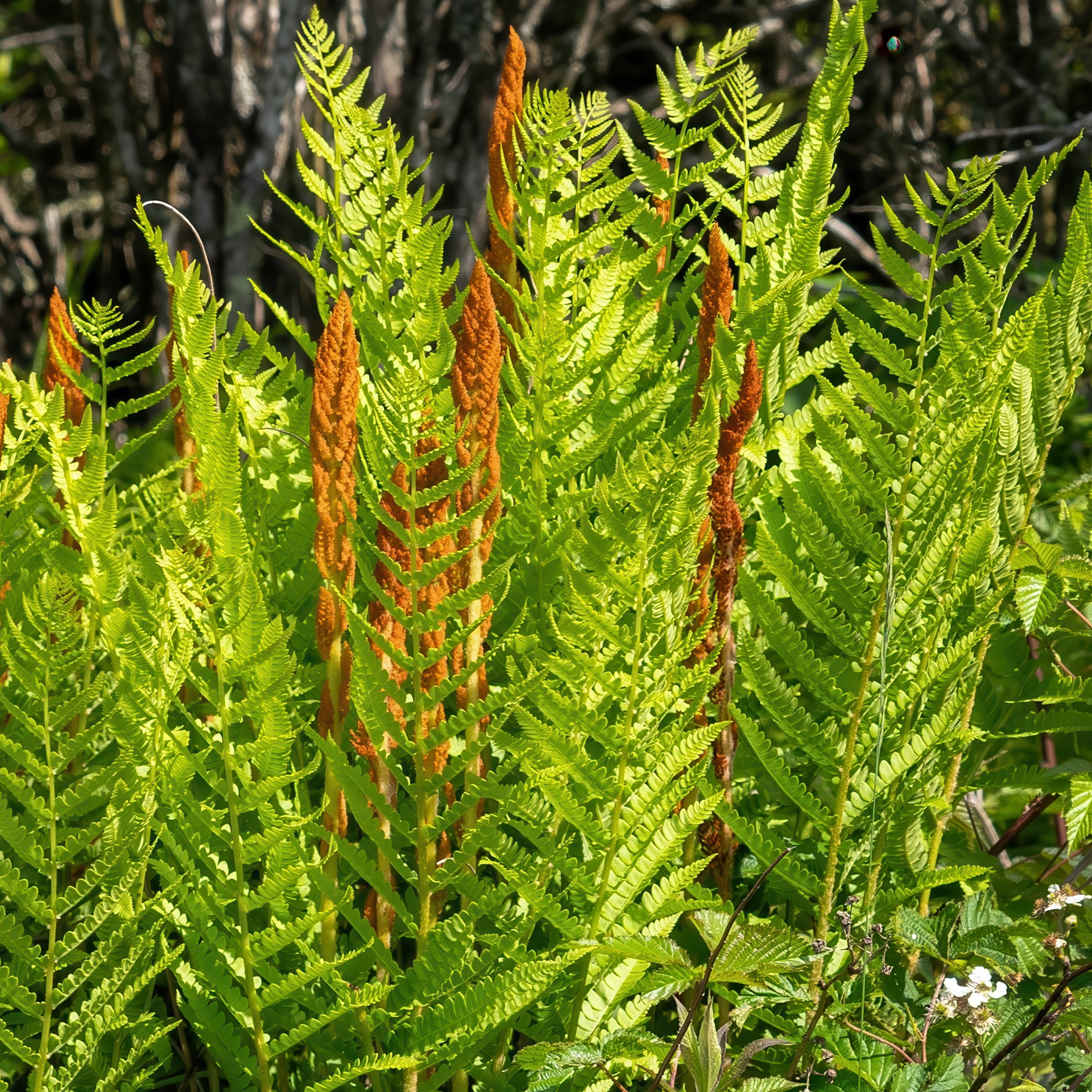 2.5 in Live Perennial Cinnamon Fern - 3 Piece