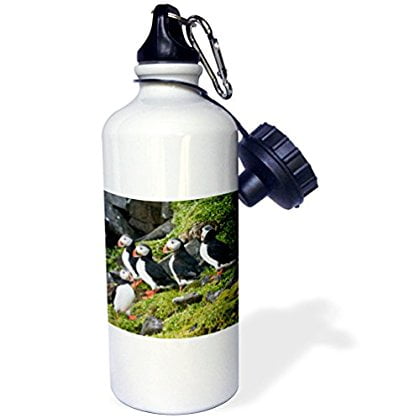 Atlantic Puffins Perch - 3dRose Norway, Svalbard, Spitsbergen. Atlantic puffins perched on a cliff., Sports Water Bottle, 21oz