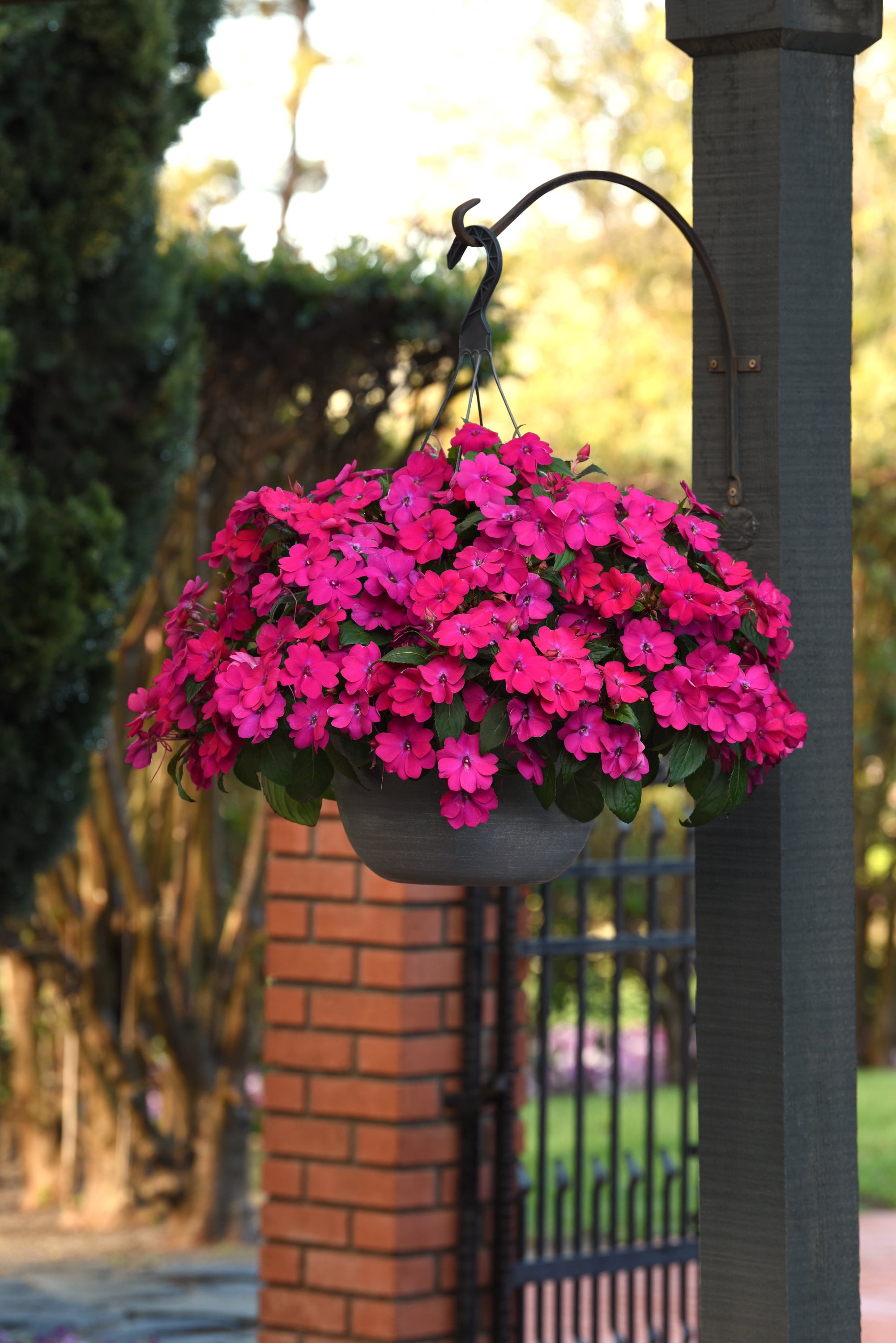 Expert Gardener 1.5 Gallon New Guinea Impatiens Live Annual Plant, Partial Sun, Various Colors