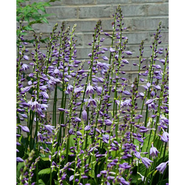 Flower Spikes Hosta Flowers Hostas Purple Blossoms 12 Inch By 18 Inch Laminated Poster With Bright Colors And Vivid Imagery Comes Framed With A 12x18 Frame Walmart Com Walmart Com