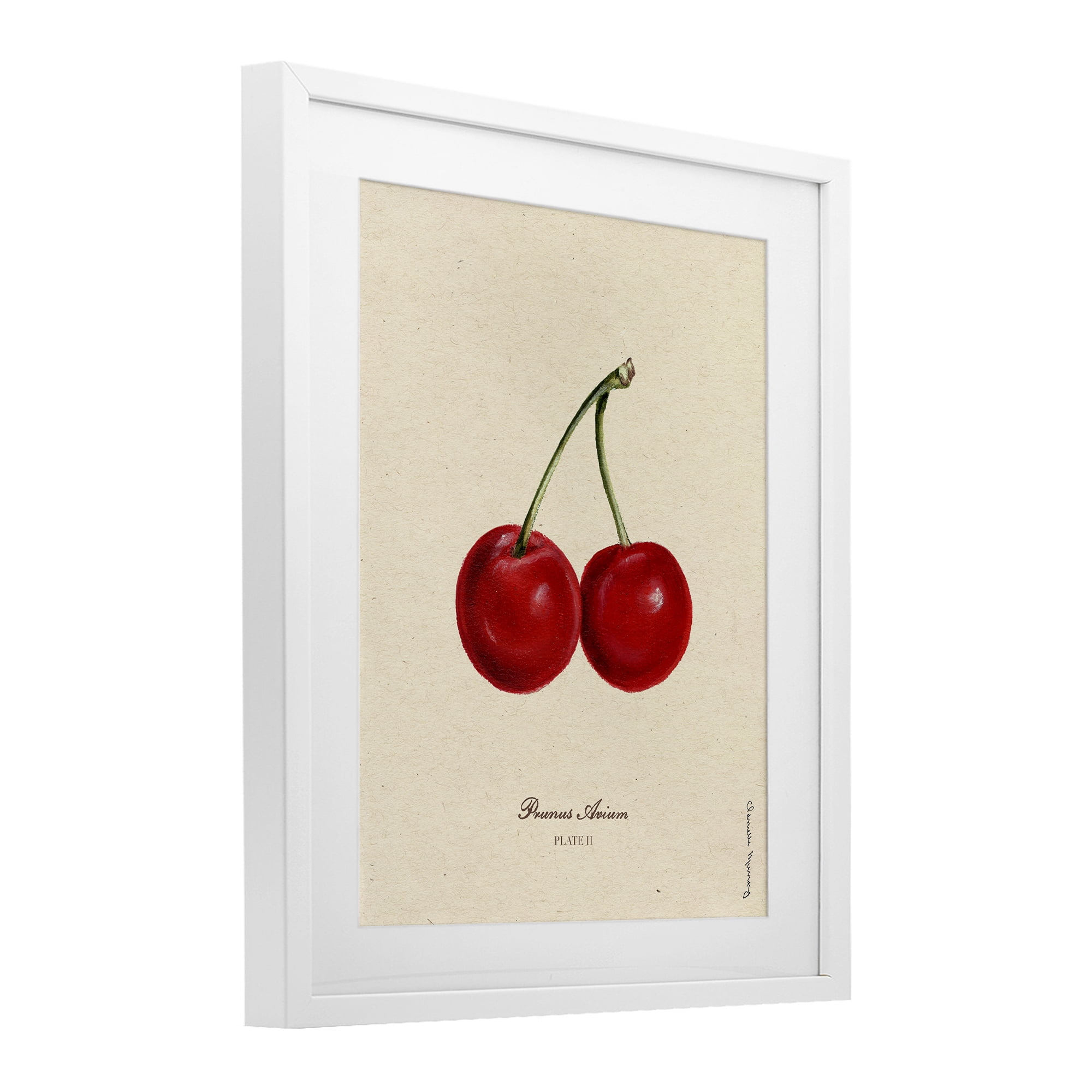 Stupell Industries Cherry Fruit Portrait White Framed Print Under Glass, design by Danielle Murray