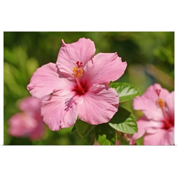 Great BIG Canvas | "Close-Up Of A Pink Hibiscus" Art Print - 30x20