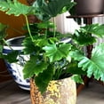 thumbnail image 3 of Philodendron Little Hope Live Plant for Indoor | Different Houseplants in 4'' & 6'' Pot | Real House Plant for Living Room, Office, Desk & Bathroom | selloum, 3 of 7