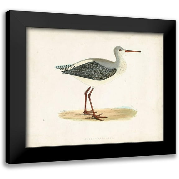 Morris 14x12 Black Modern Framed Museum Art Print Titled - Morris Sandpiper I