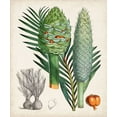 thumbnail image 2 of Curtis  15x17 White Modern Wood Framed Museum Art Print Titled - Sago Palms I, 2 of 4