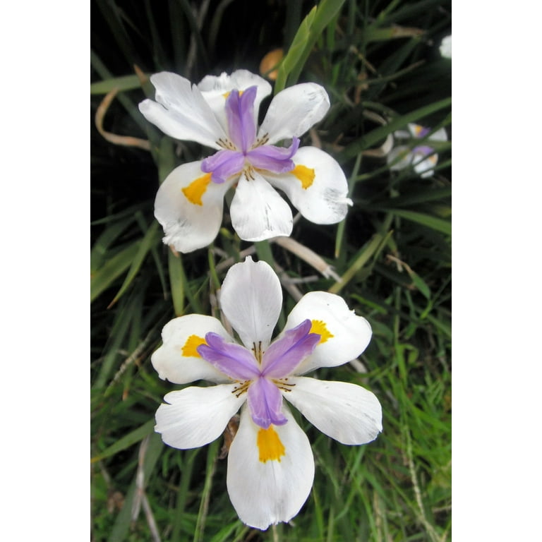 How to Grow & Care for African Iris (Dietes iridioides)