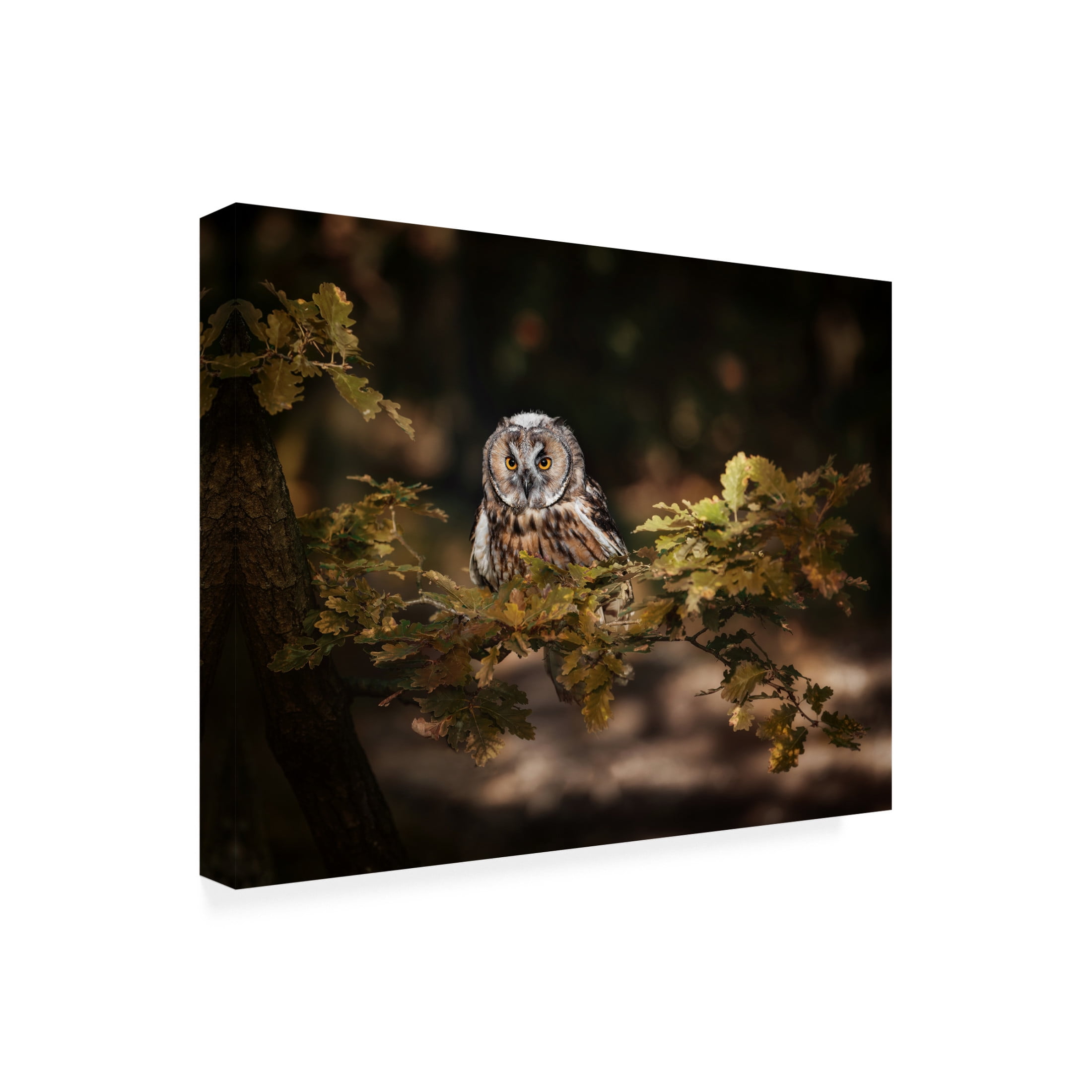Trademark Fine Art Michaela Firesova Long Eared Owl Canvas Wall Art