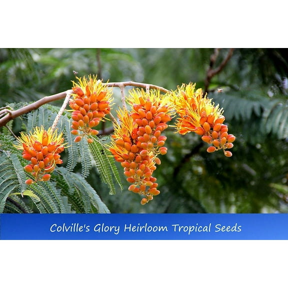 Tropical Seeds- Colville’s Glory - 10 Heirloom Seeds- Multi-use Plant seed - Colvillea racemosa- See Description