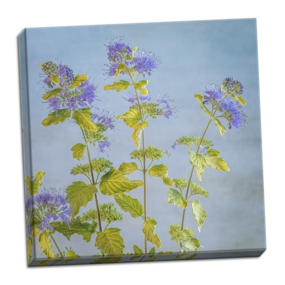 Gango Home Decor Contemporary Caryopteris I by Kathy Mahan (Ready to Hang); One 16x16in Hand-Stretched Canvas