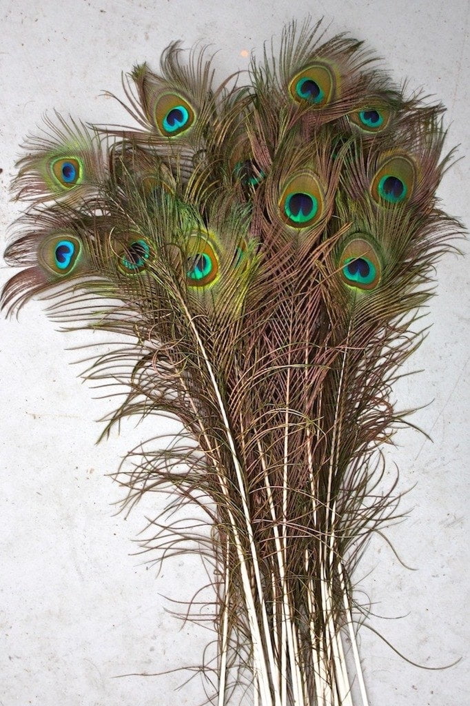 Peacock Feathers Natural Long 40-45 inch per Fifty (50) - Walmart.com ...