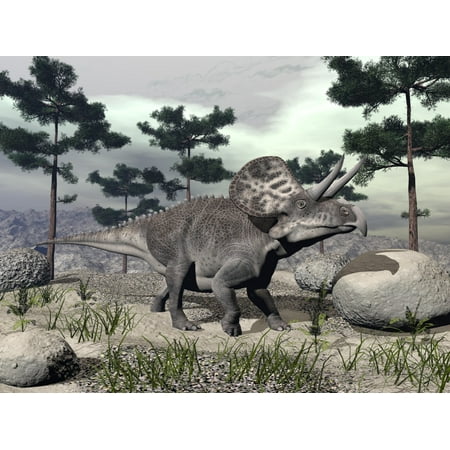 Elena Pine Zuniceratops dinosaur walking on a hill with large rocks and pine trees Stretched Canvas - Elena DuvernayStocktrek Images (17 x 13) ()