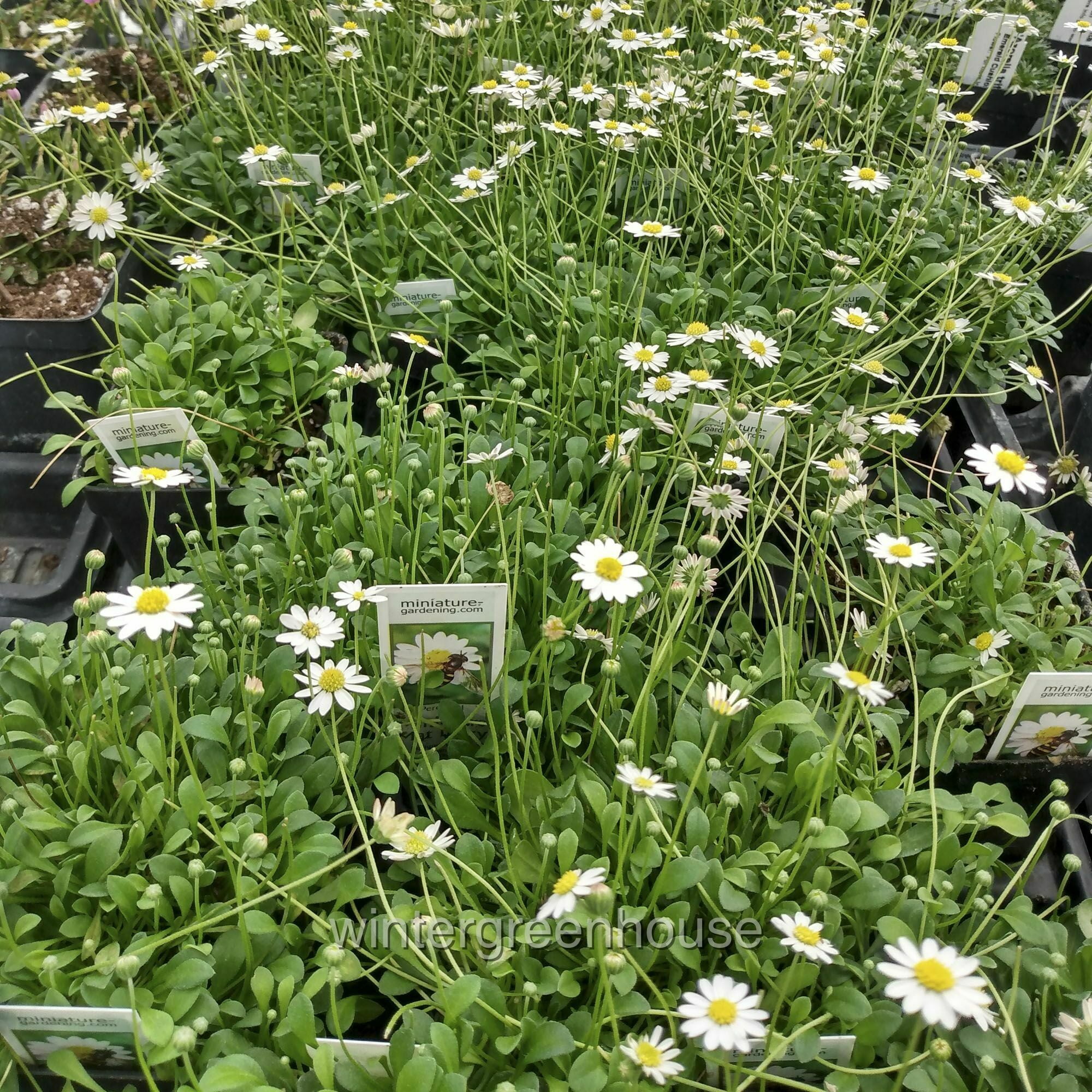 Bellium Minutum, Miniature Daisy Pot Size 3" (2.6x3.5") Flowering