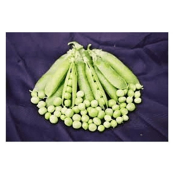 Pea Early Frosty Great Heirloom Vegetable by Seed Kingdom Bulk 1 Lb Seeds