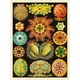 thumbnail image 2 of Haeckel, Ernst 25x32 White Modern Wood Framed Museum Art Print Titled - Haeckel Nature Illustrations: Ascidiae, 2 of 4
