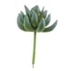 thumbnail image 2 of Plantas de Cactus de imitación plástico Artificial decoración para hogar manualidades de bricolaje 1 pieza 16 x 9cm verde claro Colco Cactus Artificial Suculento, 2 of 7