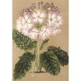 thumbnail image 2 of Charles Antoine Lemaire 11x14 Gold Ornate Wood Frame and Double Matted Museum Art Print Titled - Primula Cortusoides Var. Grandiflora (1854-1896), 2 of 4