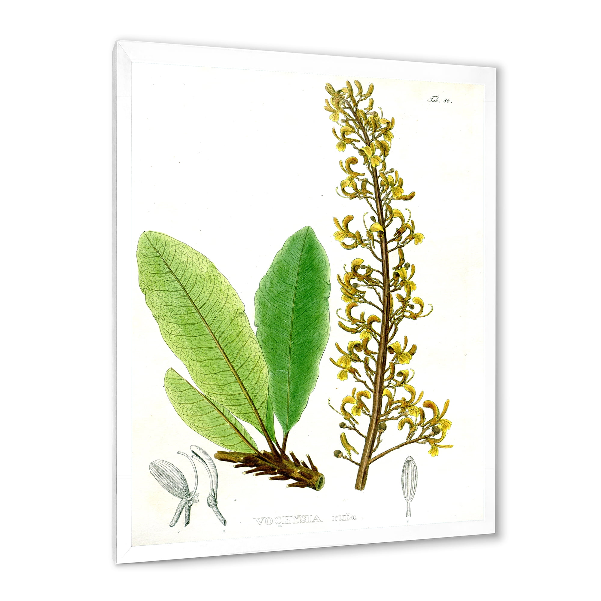 Designart 'Ancient Brazilian Plant IV' Traditional Framed Art Print