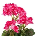thumbnail image 6 of Vickerman Artificial 20" Pink Geranium Bush, 4 per Pack., 6 of 7
