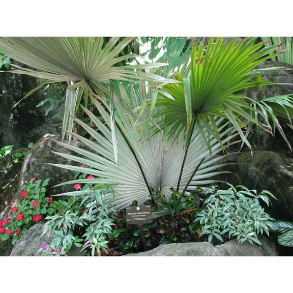 White Elephant Palm - Live Plant in a 3 Gallon Growers Pot - Kerriodoxa Elegans - Extremely Rare and Beautiful Palms from Florida