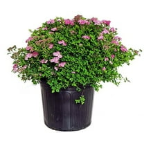 Little Princess Spirea