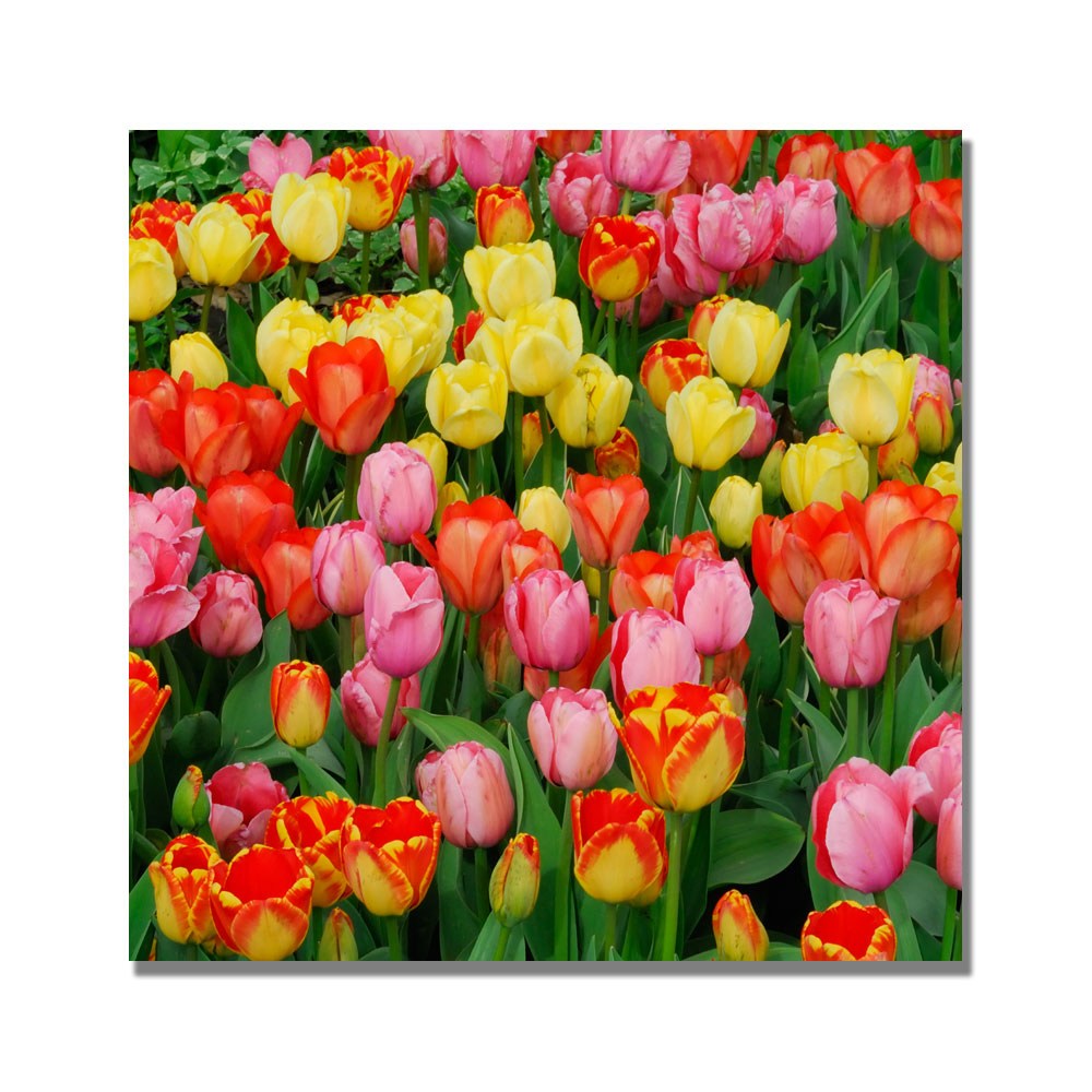 Trademark Art "Living Bouquet of Tulips" Canvas Art by Kurt Shaffer